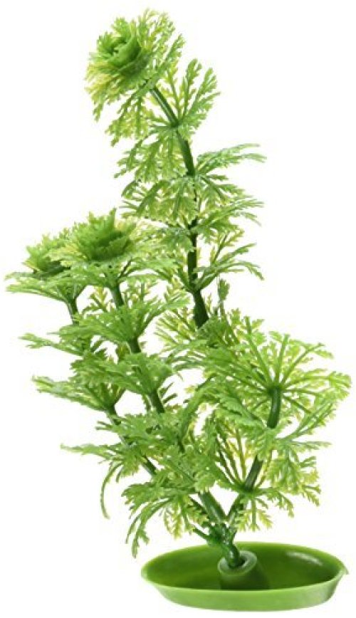 Green Ambulia Aquascaper Plant