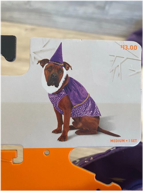 Enchanted Pup Wizard Ensemble