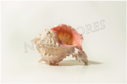 Pink Erythrostomu Hermit Crab Sea Shell