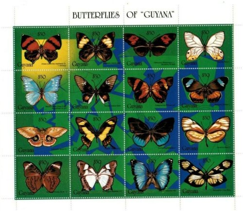 Fluttering Gems of Guyana