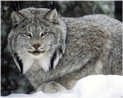 Wild Canadian Lynx Photo Print