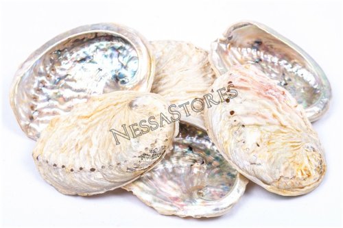 Oceanic Treasures - Midae Abalone Shells Collection