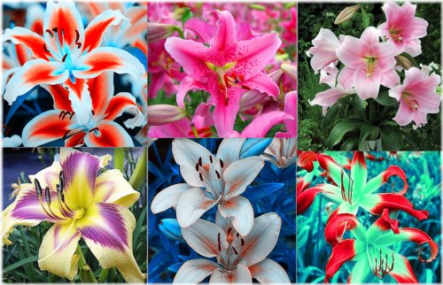 Rainbow Lily Mix
