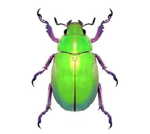 Emerald Scarab Specimen