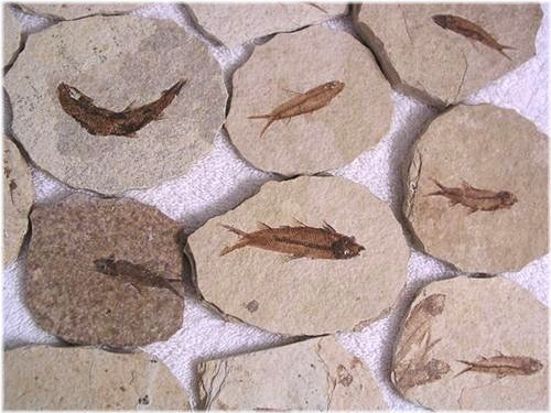 Wyoming Knightia Plate