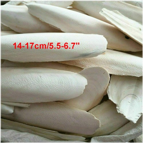 Natural Cuttlebone Calcium Supplement for Birds