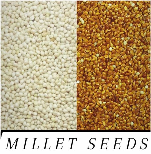 Feather Feast Proso Mix - Premium Wild Bird Seed Blend