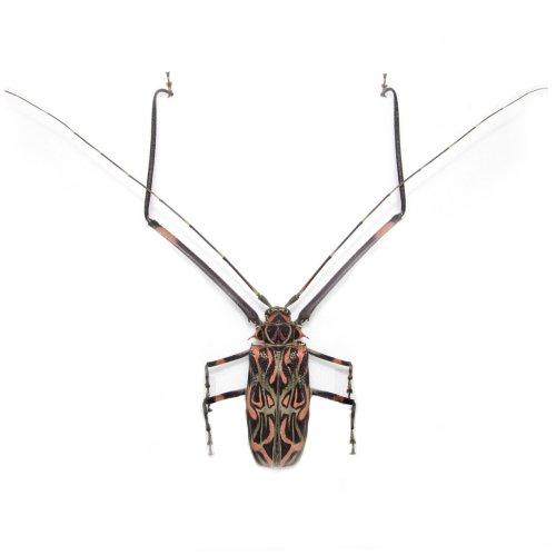 Harlequin Beetle Specimen Pack