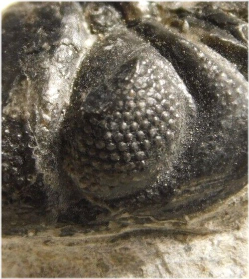 Ancient Phacops Trilobite Fossil