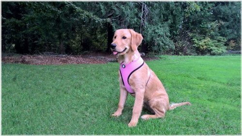 Cozy Canine Mesh Harness