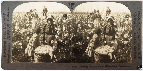 Cotton Harvest Memories: Vintage Stereoview