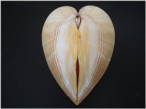 Mexican Giant Cardium Shell