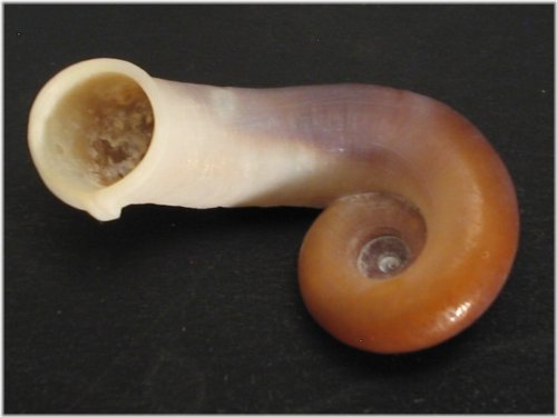 Thai Chupingense Land Snail Shell