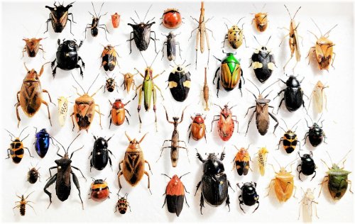 Insect Enthusiast Assortment