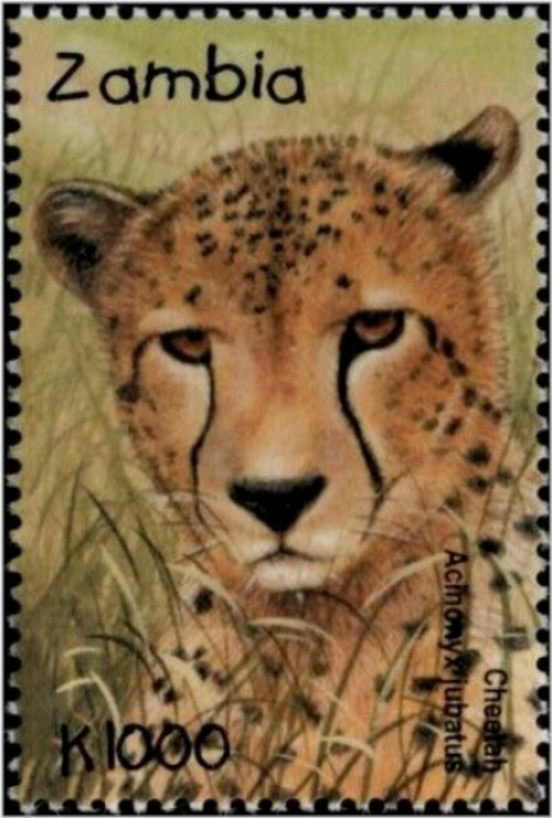 Zambia Cheetah Stamp 2001 MNH #SG827