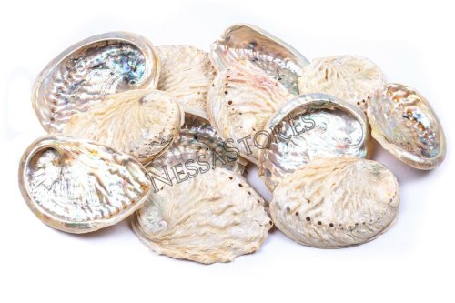 Oceanic Treasures Abalone Shells