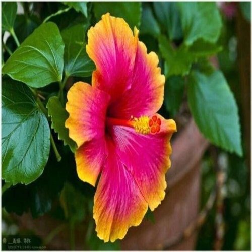 Sunset Hibiscus Collection