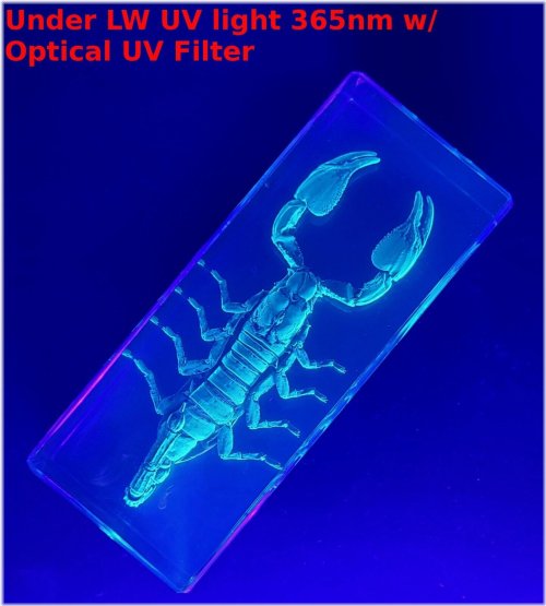 Nightcrawler Resin Encased Specimen