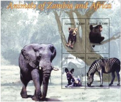 Zambian Wildlife Collection
