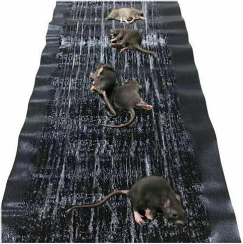 Compassionate Critter Catcher