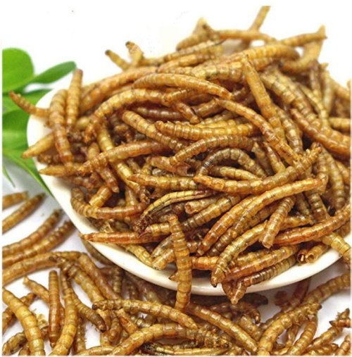 Organic Mealworm Treats for Poultry and Wild Birds