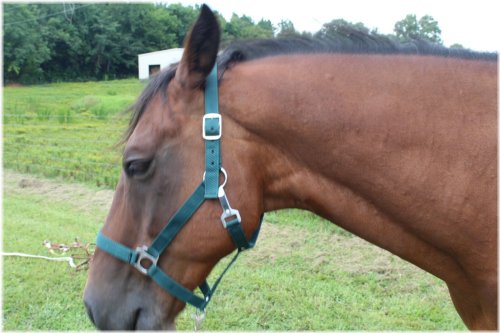 EquiFit Nylon Halter