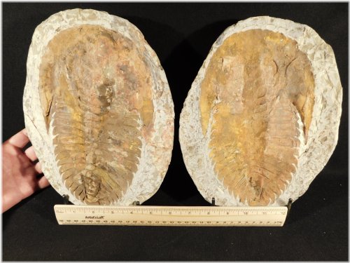 Andalusiana Trilobite Fossil from Morocco