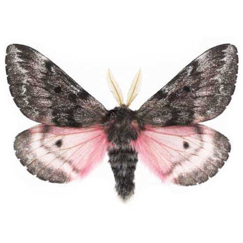 Arizona Pink Saturn Moth Wings