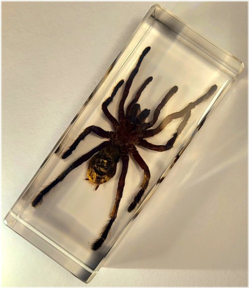 Arachnid Encased Display: Real Tarantula in Lucite Resin