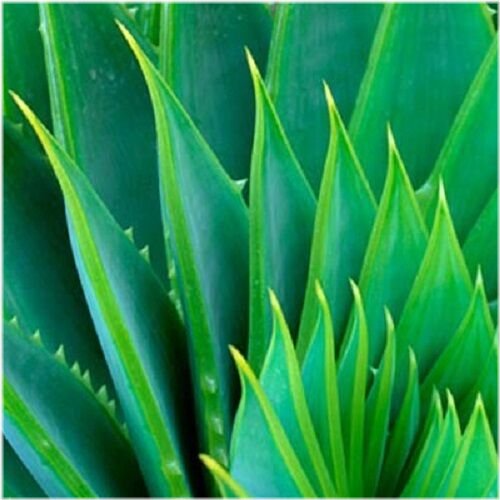 Aloe Renew Moisturizer