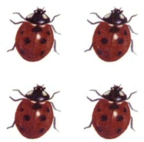 Ladybug Garden Ceramic Decals