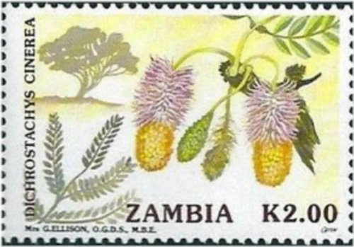 Zambian Blossoms Collection