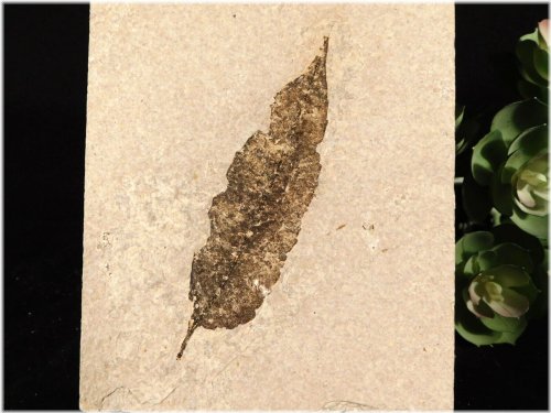 Green River Leaf Fossil
