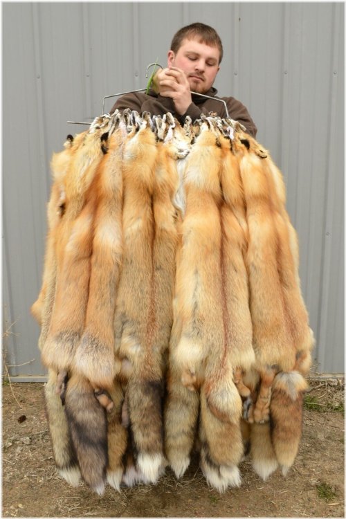 Western Red Fox Winter Pelt - Medium Grade