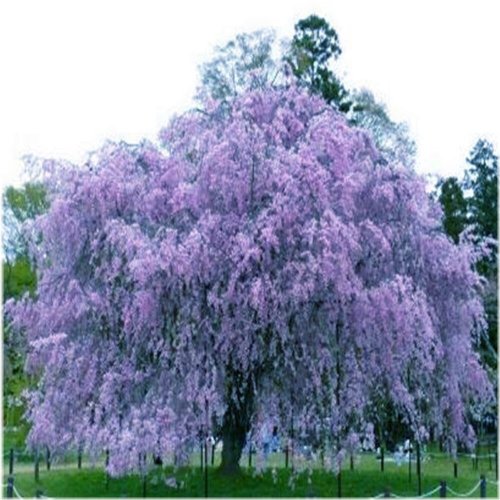 Violet Weeping Sakura Cherry Seed Pack