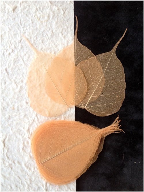 Autumn Veined Peach Leaves