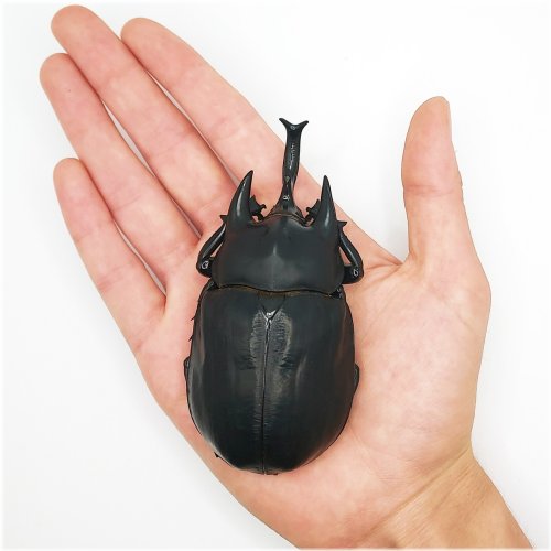 Giant Horned Beetle Specimen