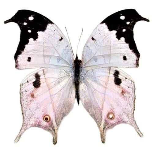 Pink Purple Madagascar Butterfly Specimen