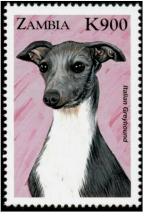 Zambian Canine Collection