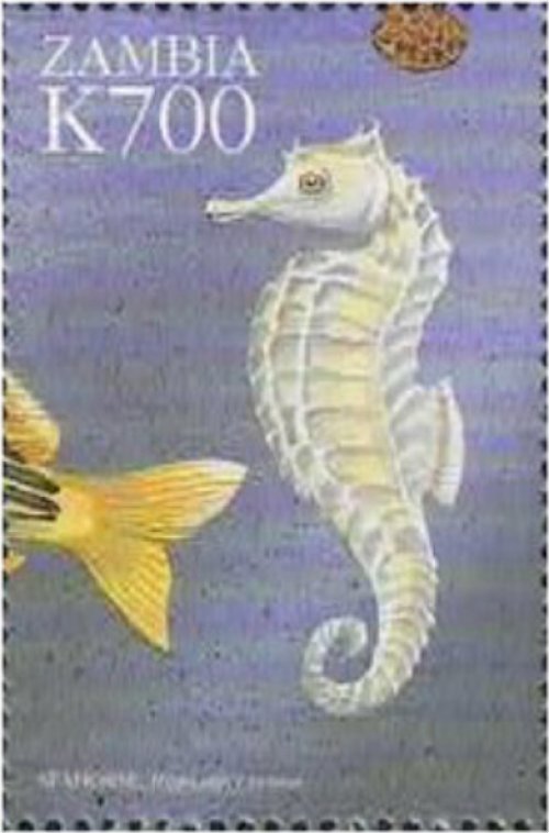 Zambian Seahorse Collection