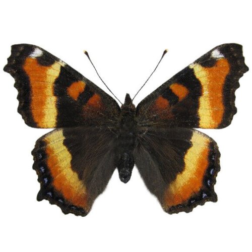 Sunset Tortoiseshell Butterfly Collectible