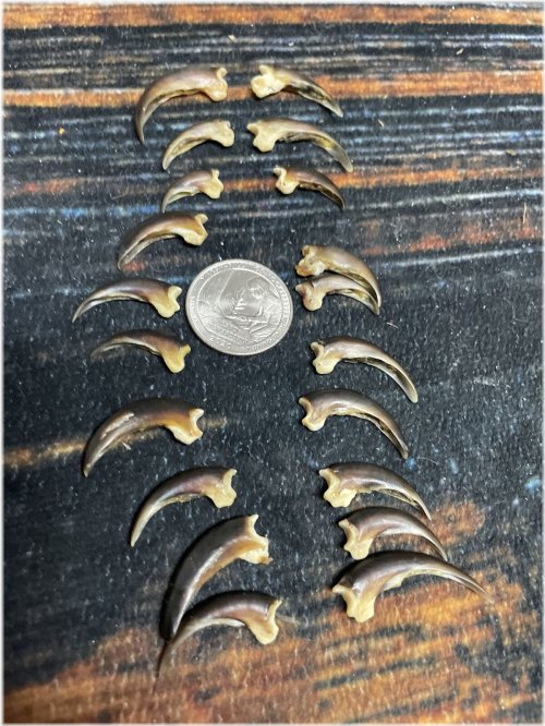 Porcupine Claw Bone Craft Collection