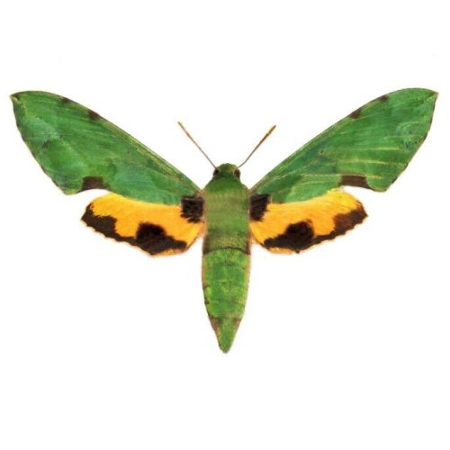 Emerald Sphinx Moth Specimen