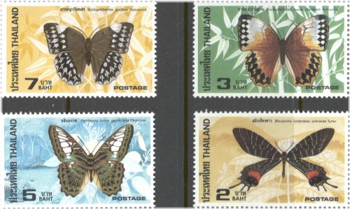 Butterfly Beauties of Thailand