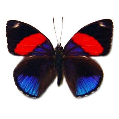 Peruvian Winged Treasures