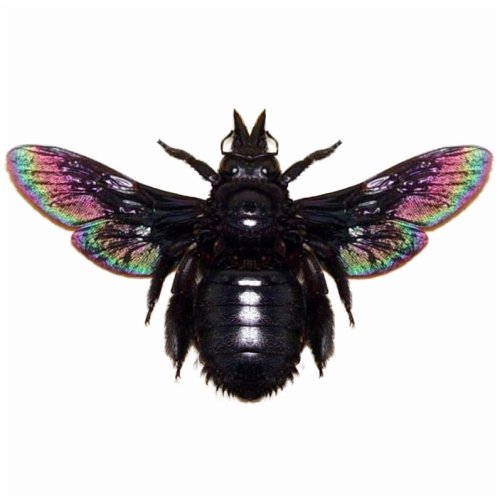 Indonesian Iridescent Carpenter Bee Display