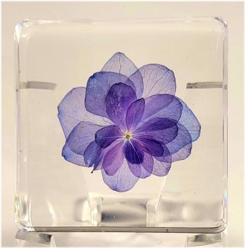 Nikko Blue" Resin-Encased Hortensia Flower