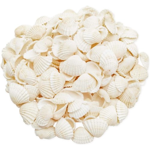 Coastal Treasures Shell Assortment