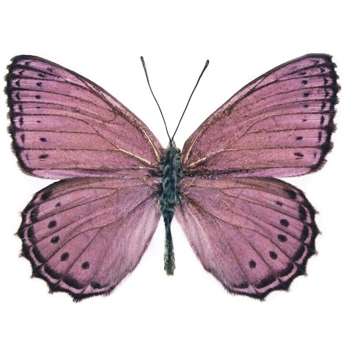 Purple Winged Beauty Specimen