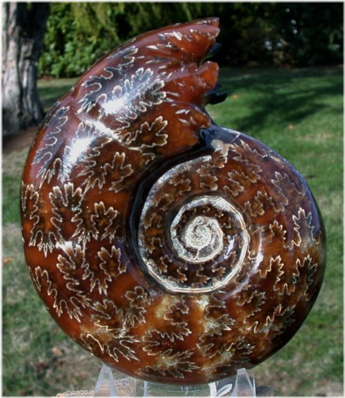Puzosia Ammonite Gemstone